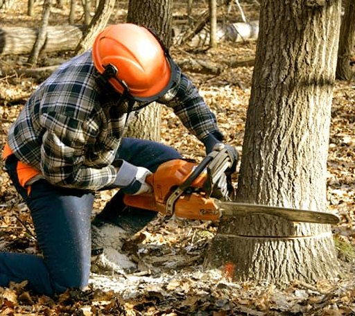 Tree Removal in Harford, PA